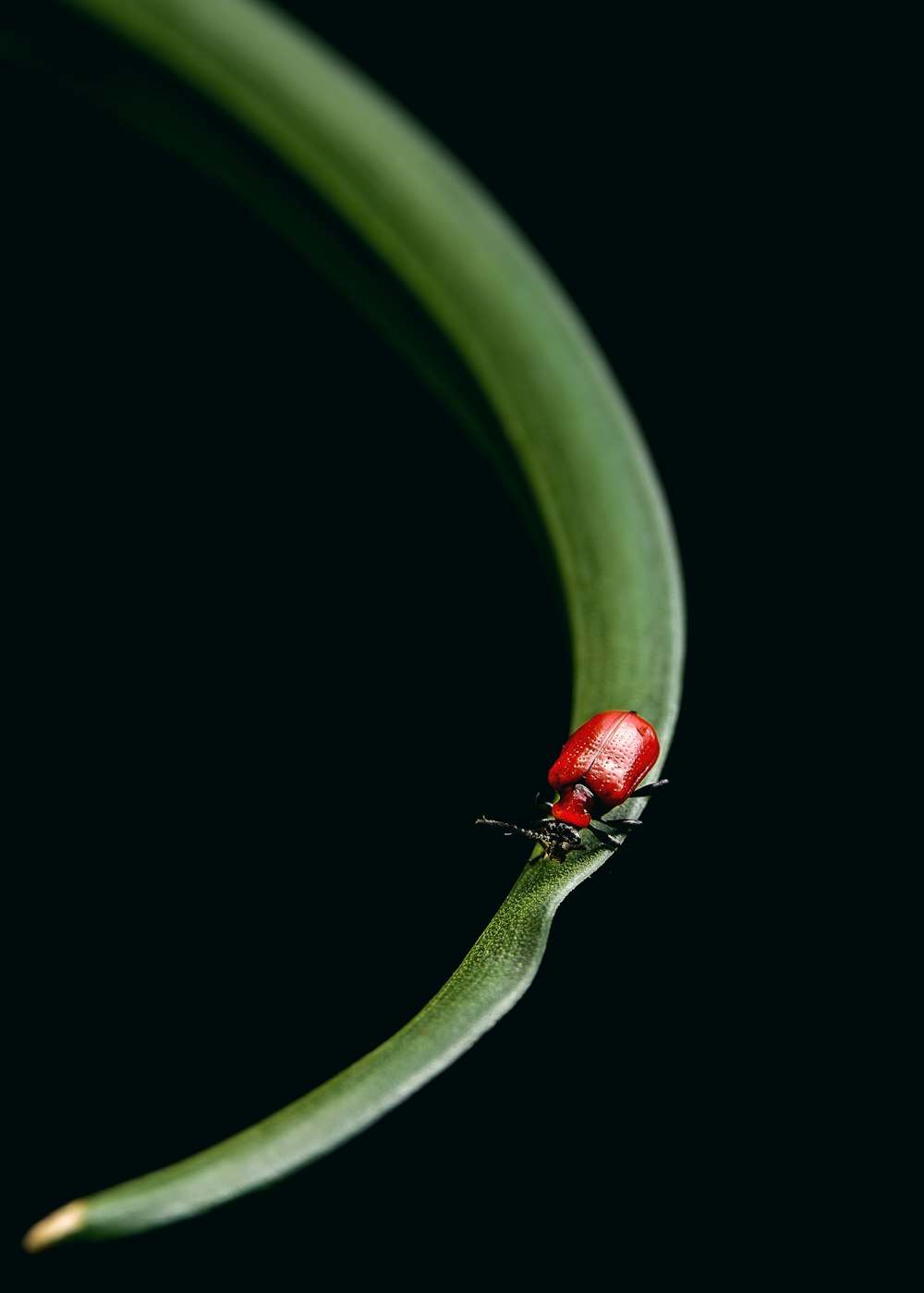 Roter und schwarzer Marienkäfer auf grünem Blatt
