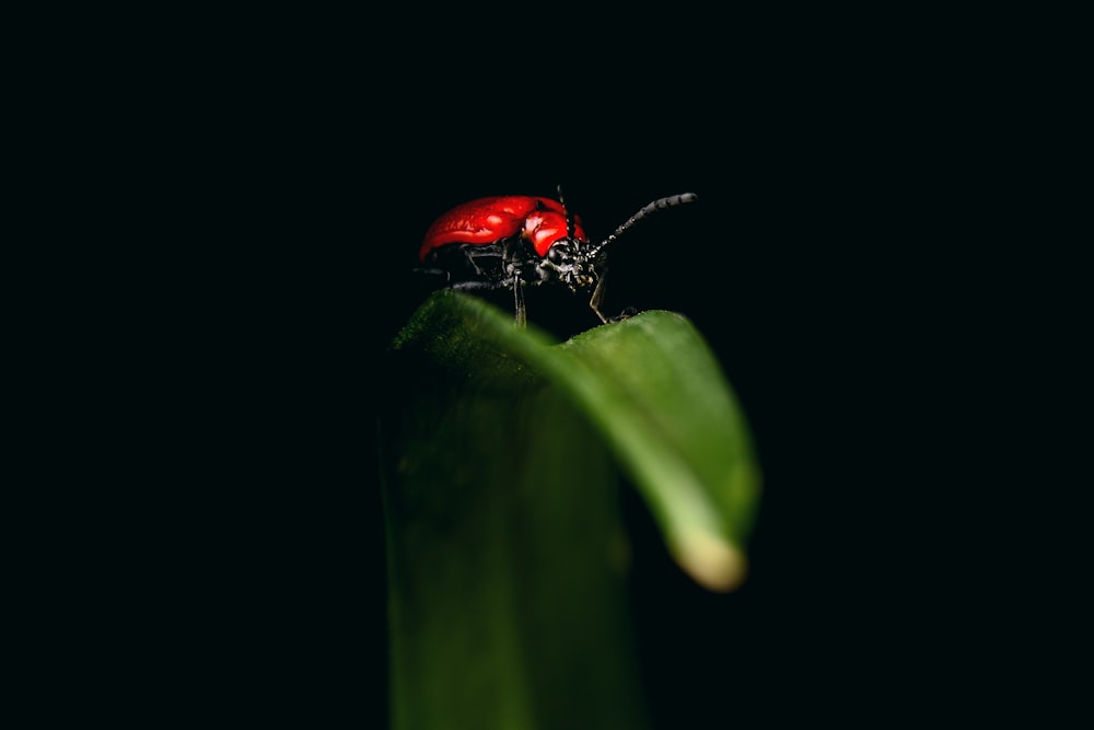 red and black ladybug on green leaf