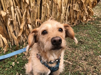A small, scruffy dog with light brown fur is looking toward the camera. The dog is wearing a blue harness and is leashed. Behind the dog, dry corn stalks form a dense wall, and there is green grass with small white flowers scattered throughout the ground.