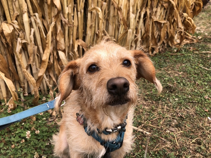 A small, scruffy dog with light brown fur is looking toward the camera. The dog is wearing a blue harness and is leashed. Behind the dog, dry corn stalks form a dense wall, and there is green grass with small white flowers scattered throughout the ground.