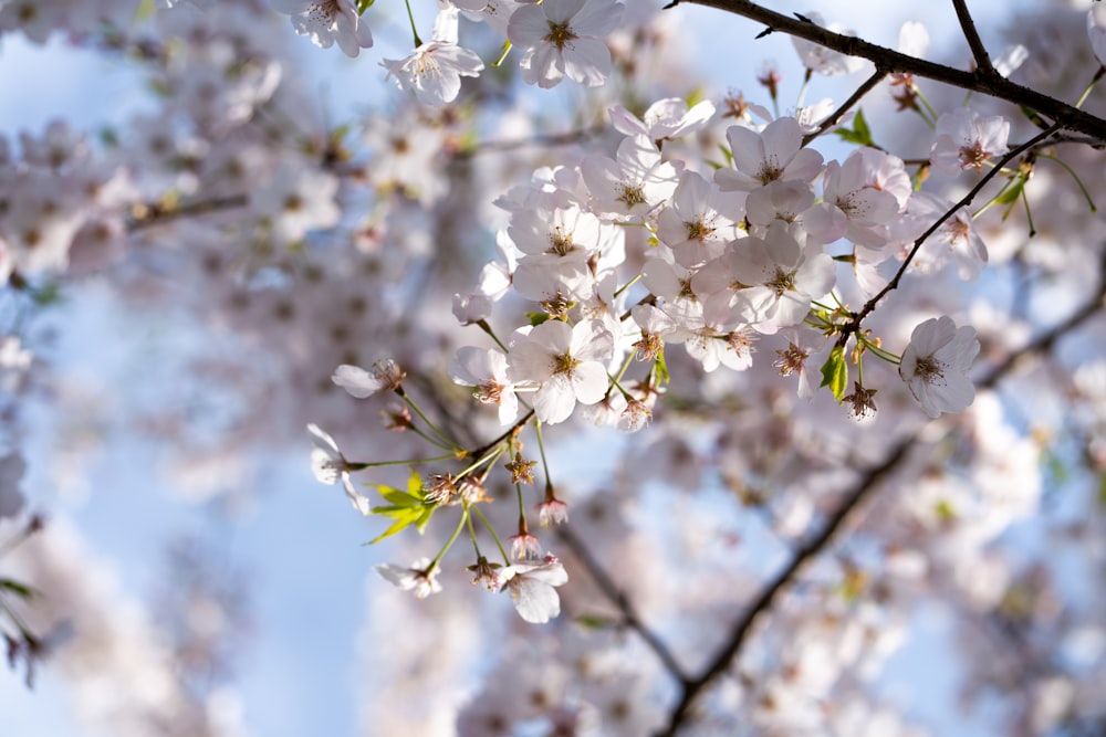 white cherry blossom in close up photography