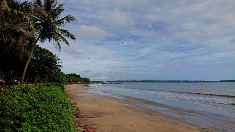 green palm tree near sea under white clouds and blue sky during daytime