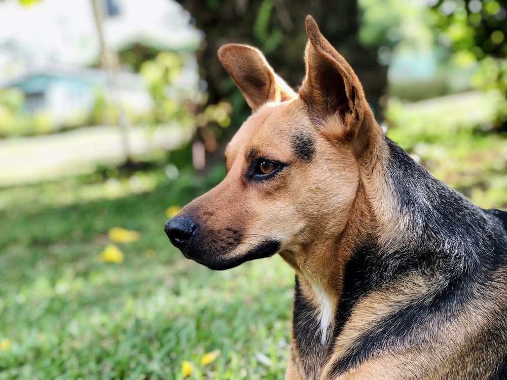 black and tan short coat medium sized dog on green grass during daytime