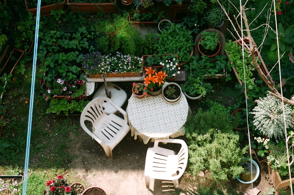 white plastic chair beside green plants
