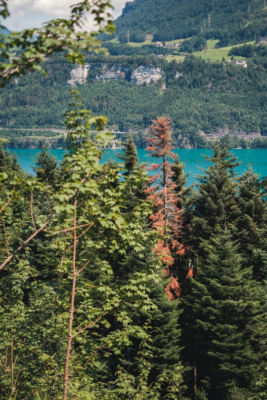 green and red leaf trees near body of water during daytime in Seelisberg Switzerland