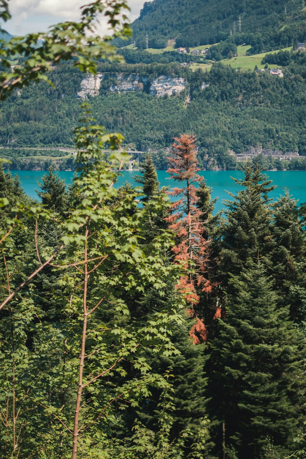 green and red leaf trees near body of water during daytime