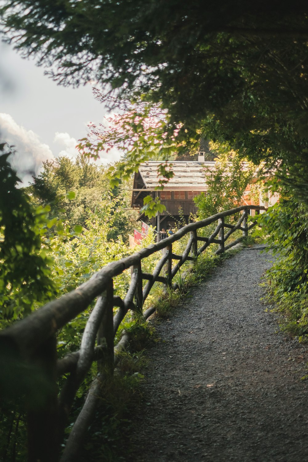 Pont en bois brun au-dessus d’arbres verts