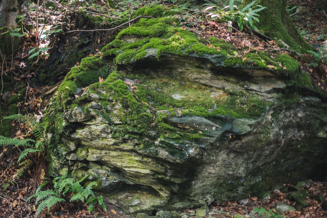 Nature reserve photo spot Seelisberg Klöntalersee