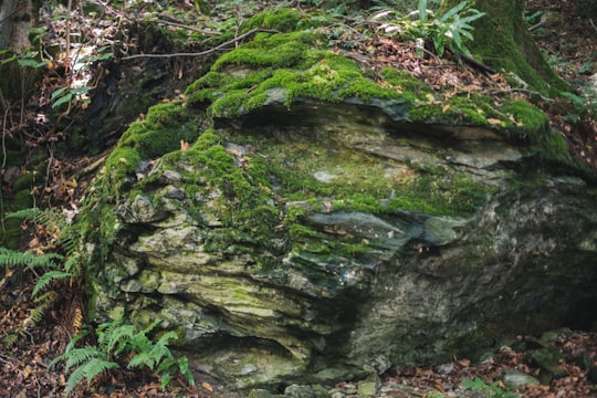 green moss on gray rock in Seelisberg Switzerland