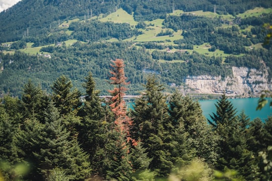 green and red trees near lake during daytime in Seelisberg Switzerland