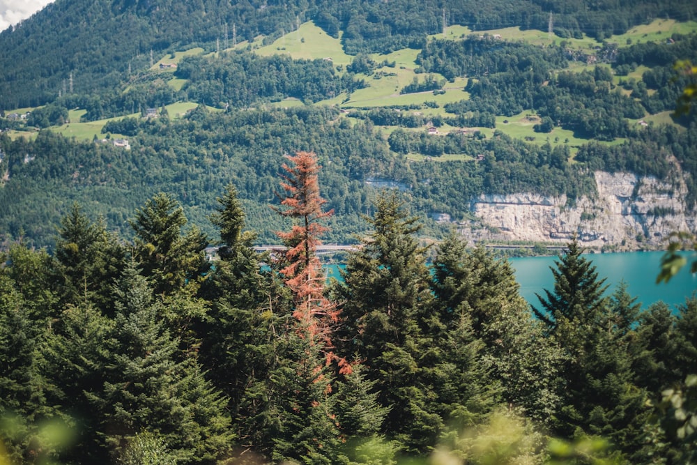 green and red trees near lake during daytime