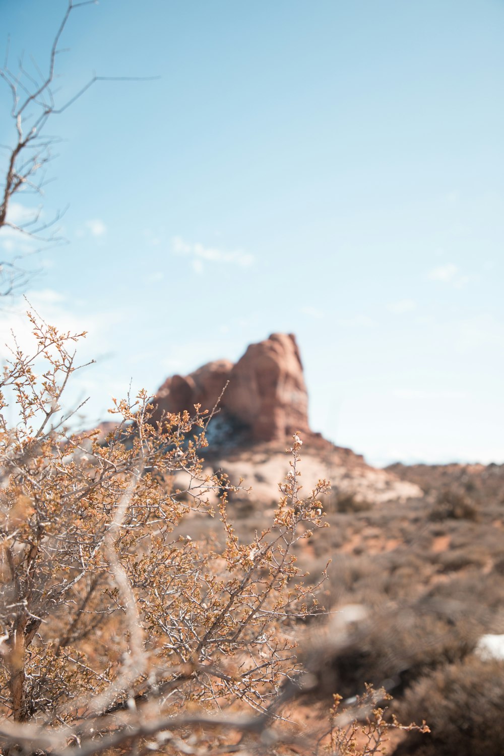 brown bare tree on brown rock formation under blue sky during daytime