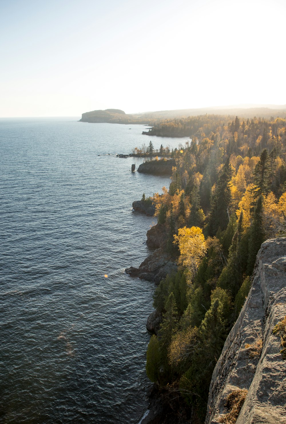 green and yellow trees beside body of water during daytime