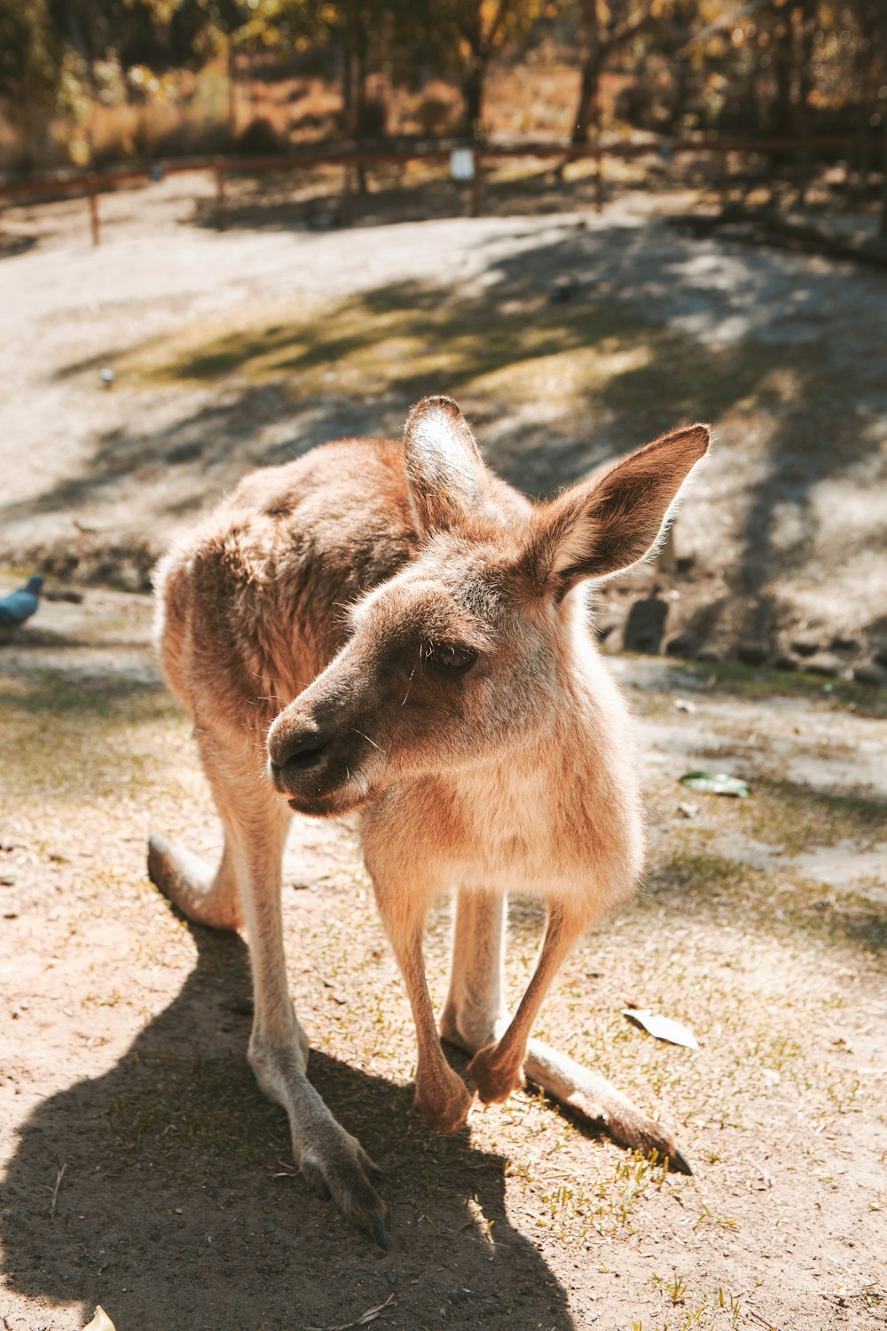 brown kangaroo on gray sand during daytime