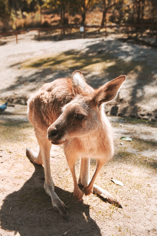 brown kangaroo on gray sand during daytime in Brisbane Australia