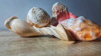 Several seashells of different shapes and colors are arranged on a wooden surface. The background is a neutral gray, which highlights the textures and tones of the shells. The shells have intricate patterns, with a mix of smooth and rough surfaces, displaying hues ranging from white and beige to pink and orange.