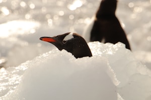 Frequently Asked Questions (FAQs) About Reaching Antarctica