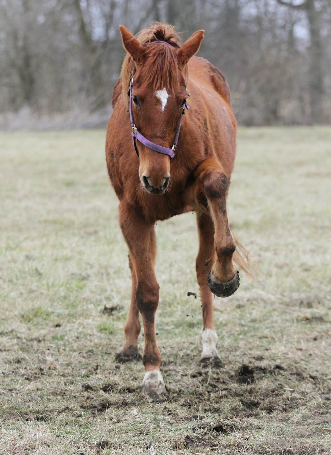 A brown thoroughbred horse stomps the ground.