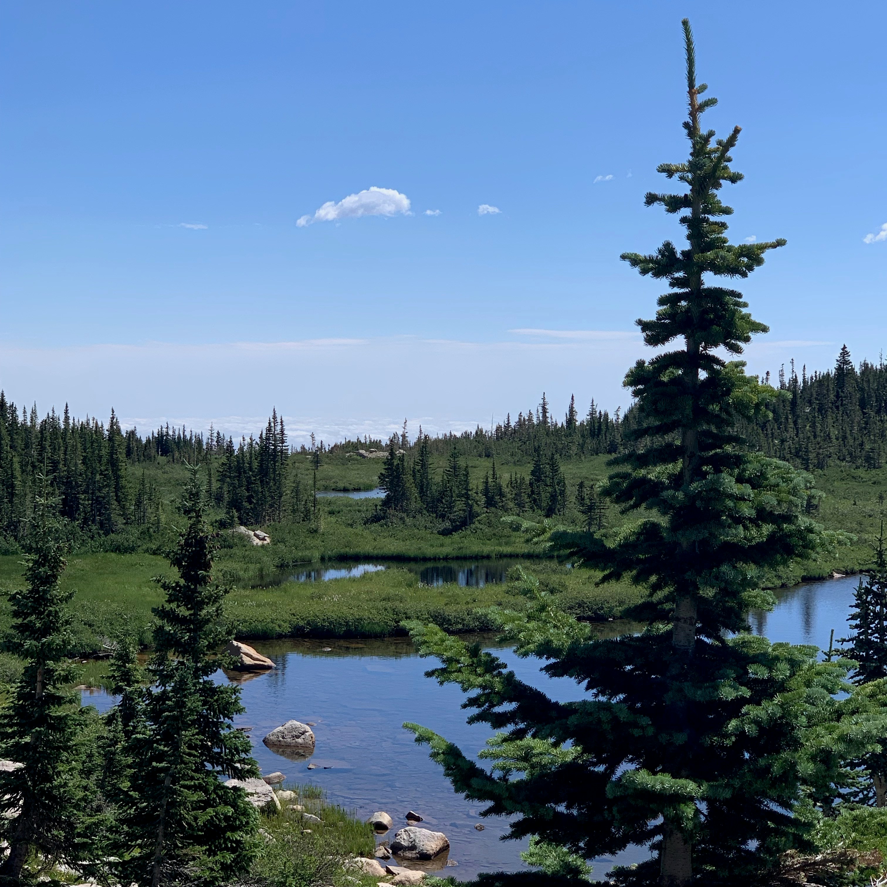 Photo by superdogsocial