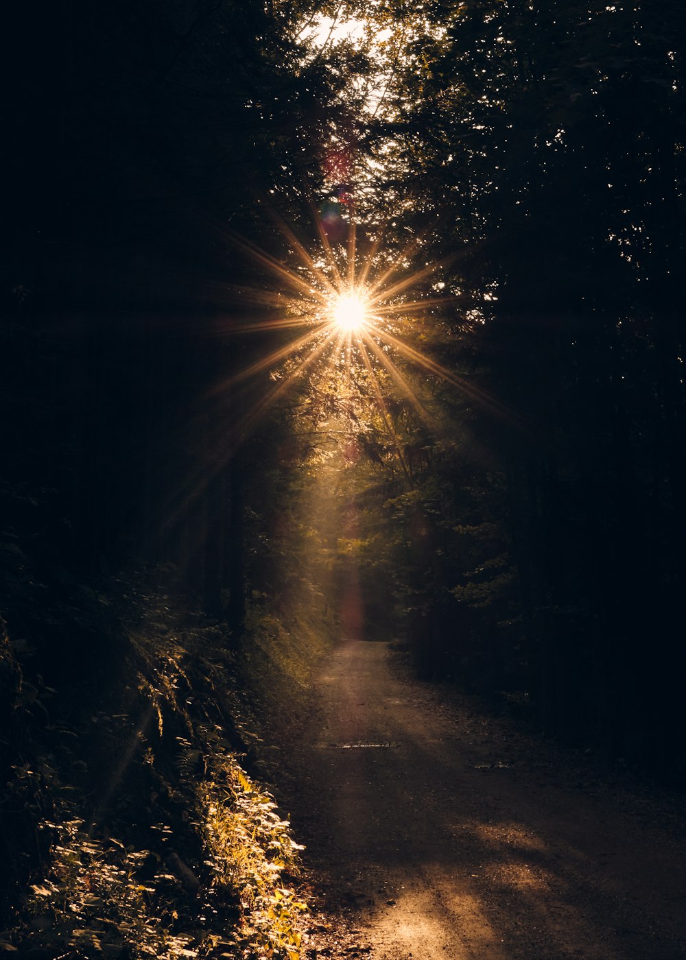 sun rays coming through trees