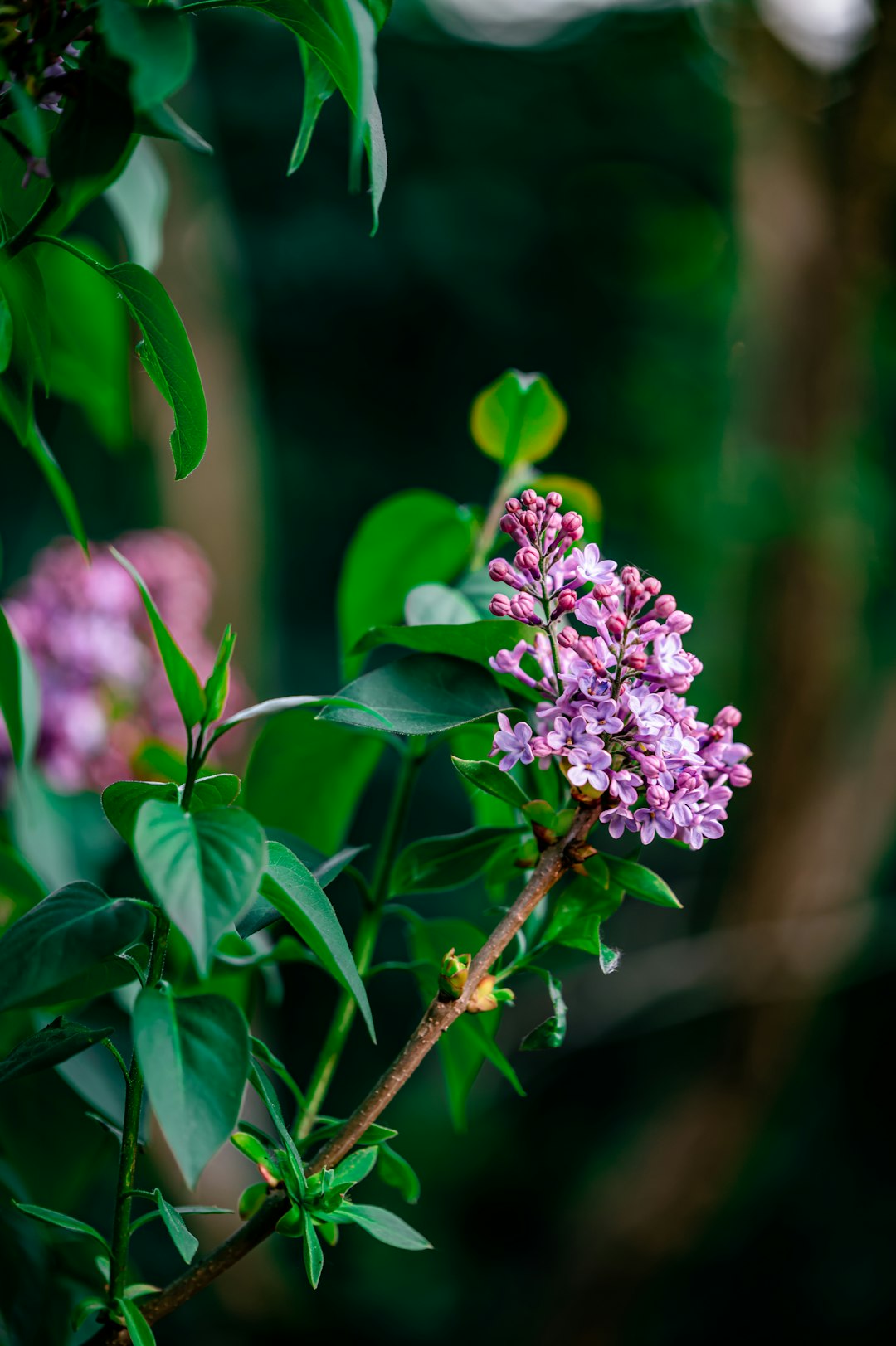 purple flower in tilt shift lens