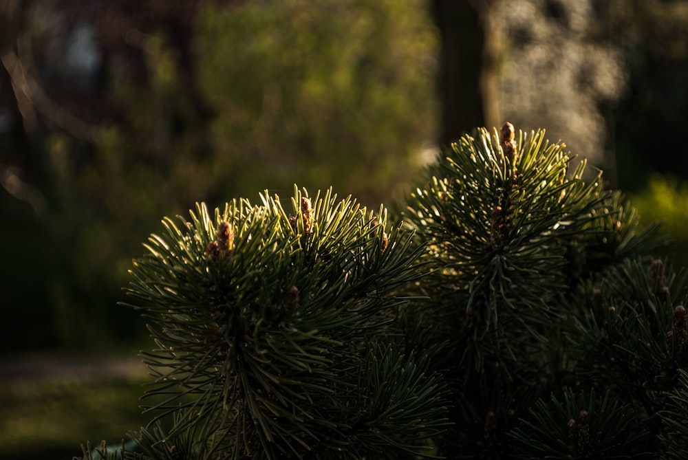 green pine tree during daytime