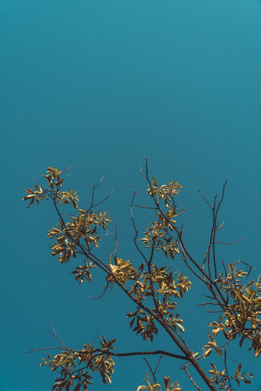 昼間の青空に黄色い花