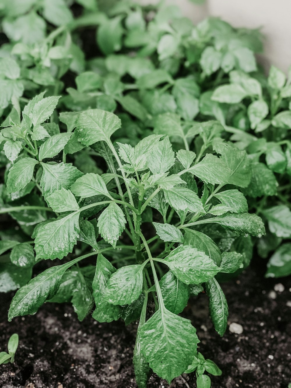 green plant in brown soil