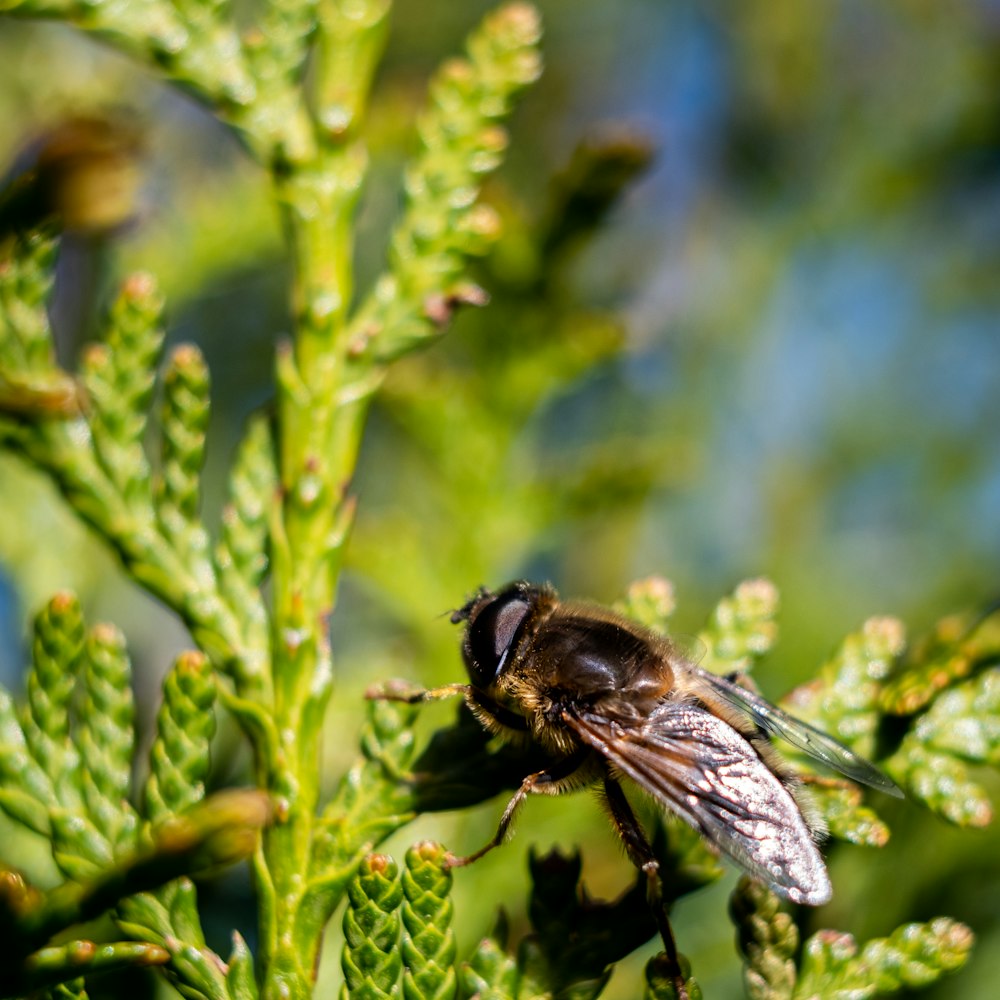 abeille noire et brune sur plante verte pendant la journée