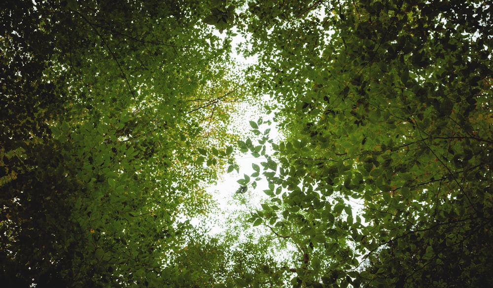 árbol de hoja verde durante el día