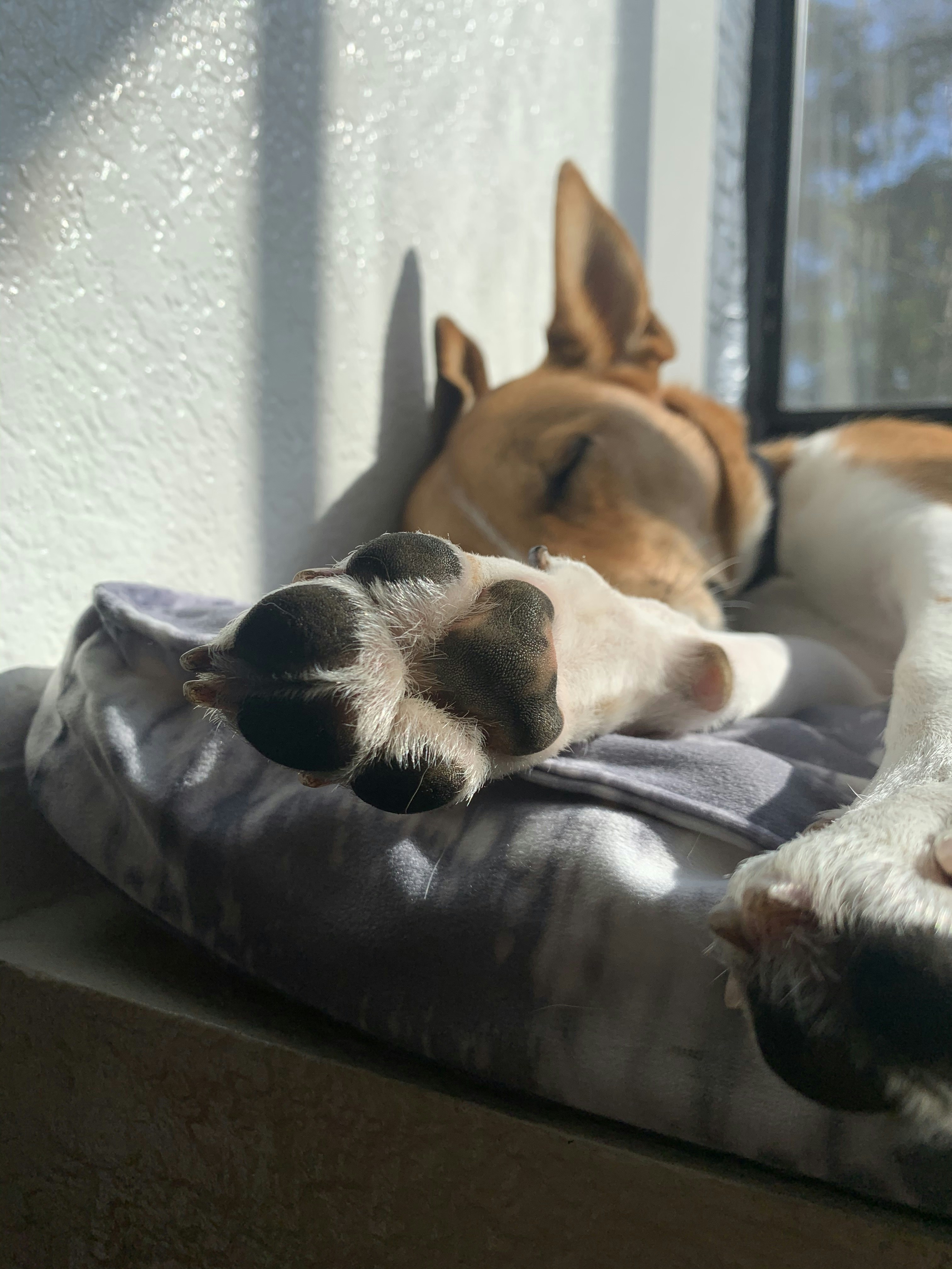 brown and white short coated dog lying on black leather couch