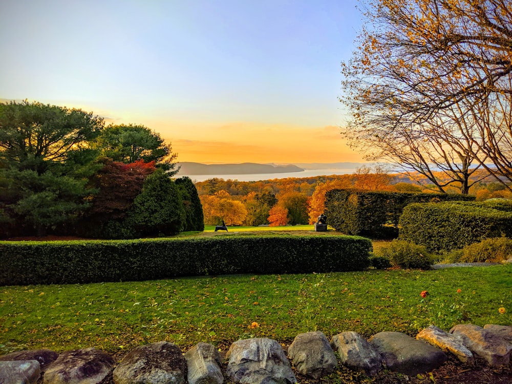 green grass field with trees and mountain in distance