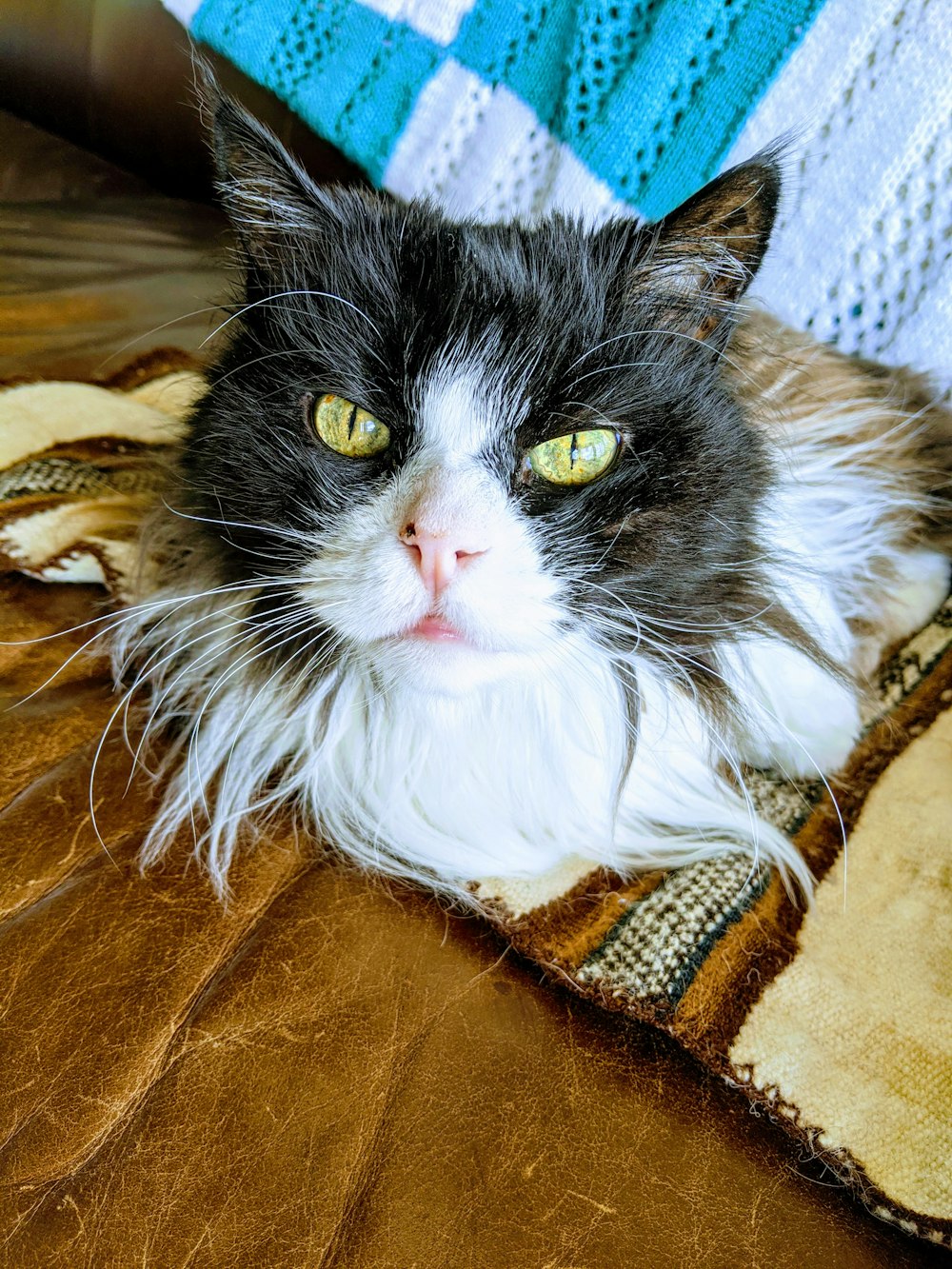 black and white long fur cat