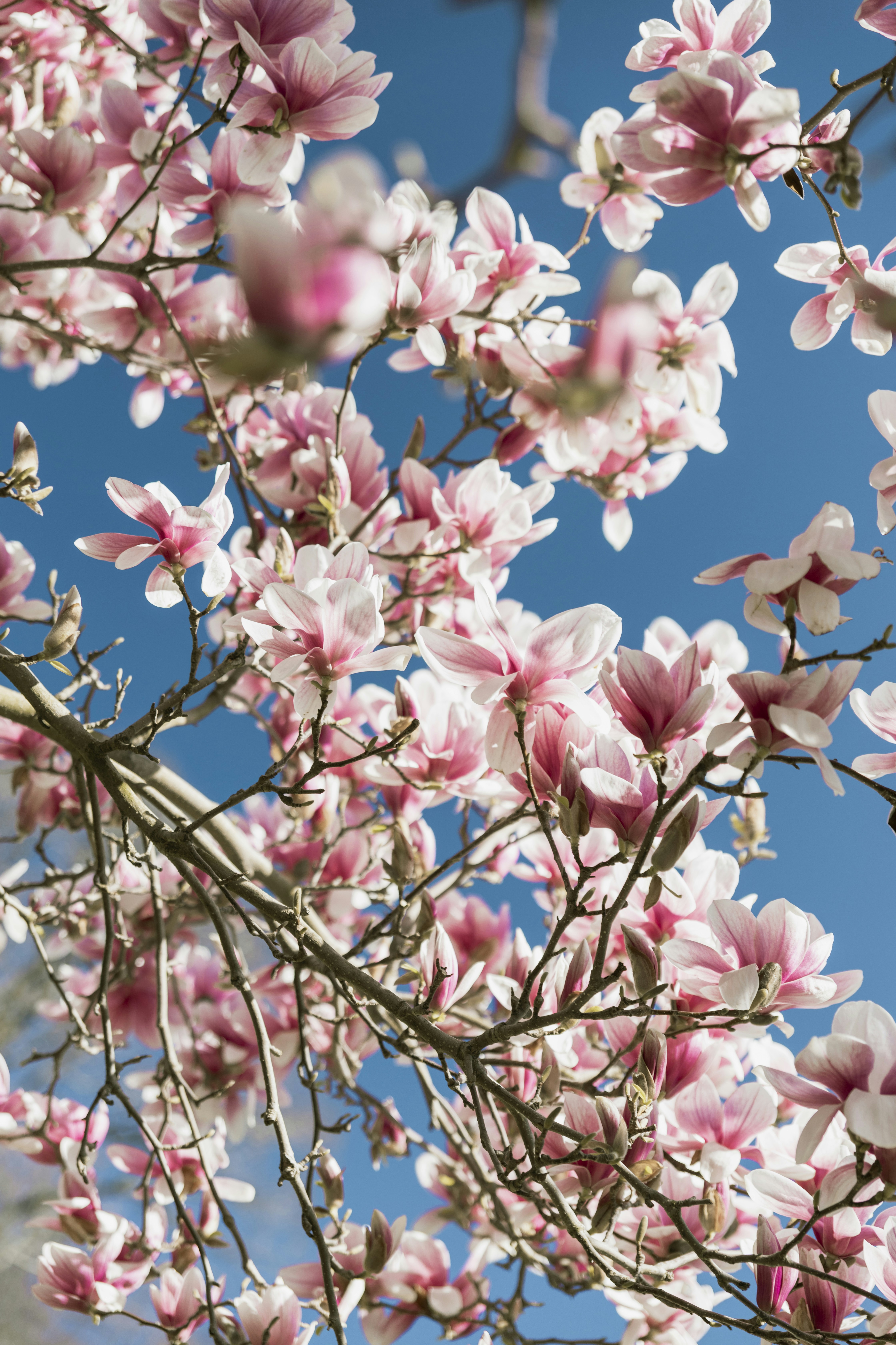 Photo by julianbracero