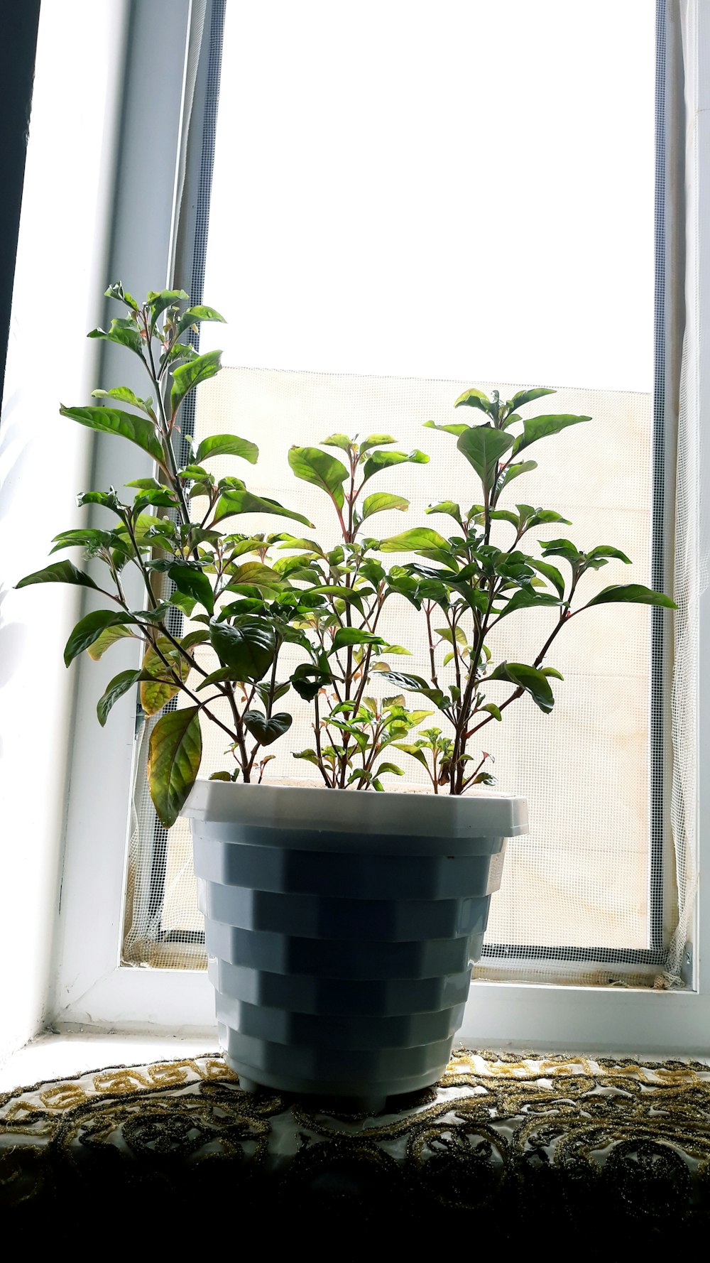 green plant on white pot