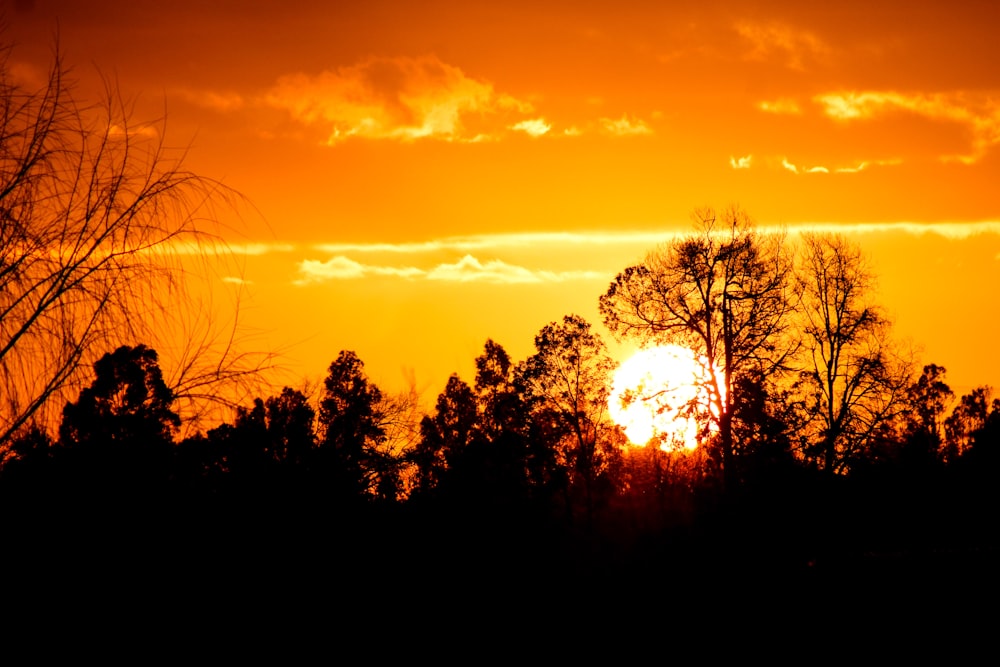 silhouette of trees during sunset