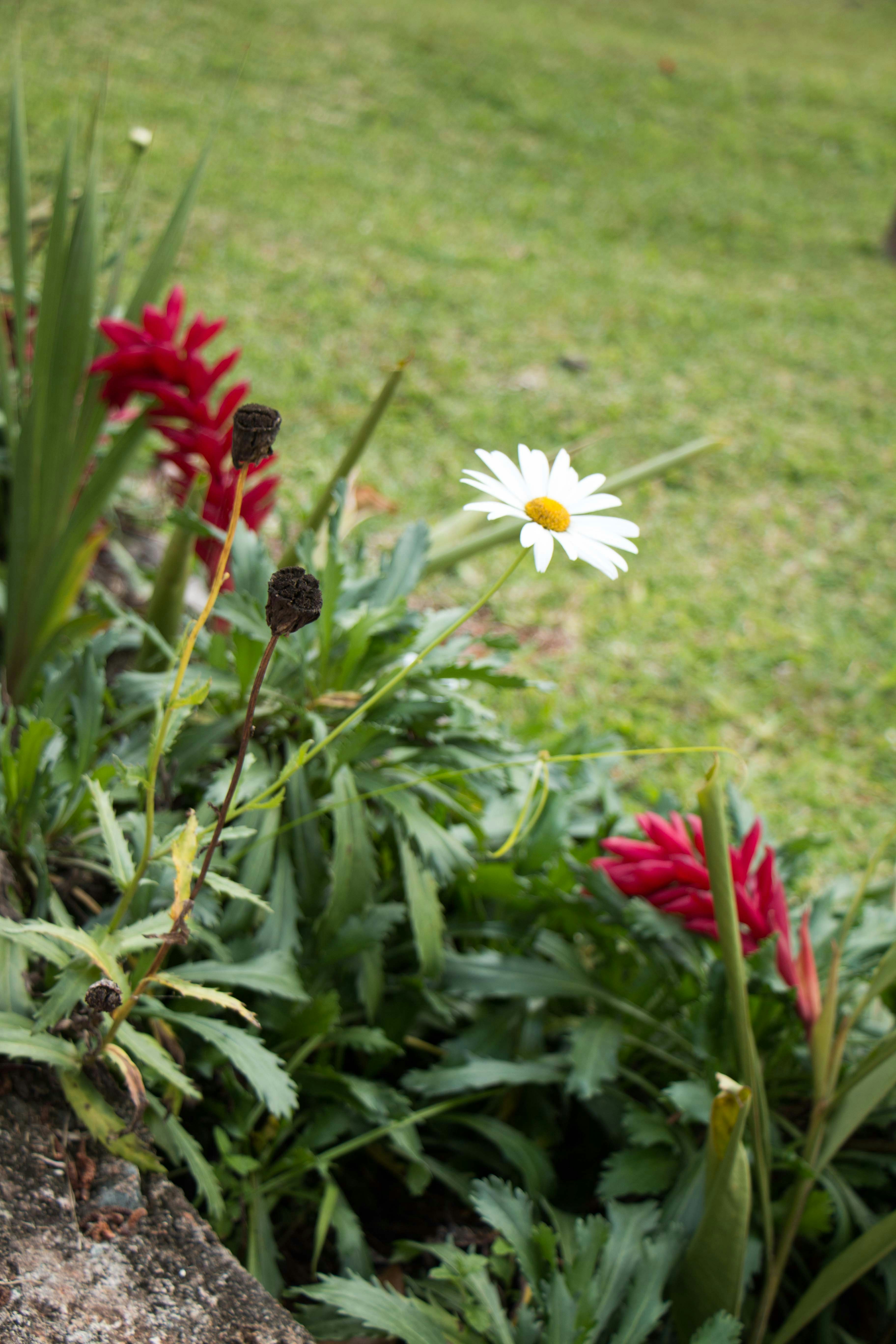 white and red flower in green grass field during daytime
