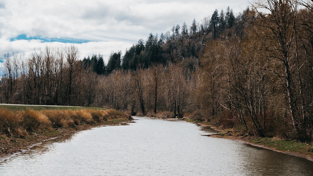 braune Bäume am Fluss unter weißen Wolken und blauem Himmel tagsüber