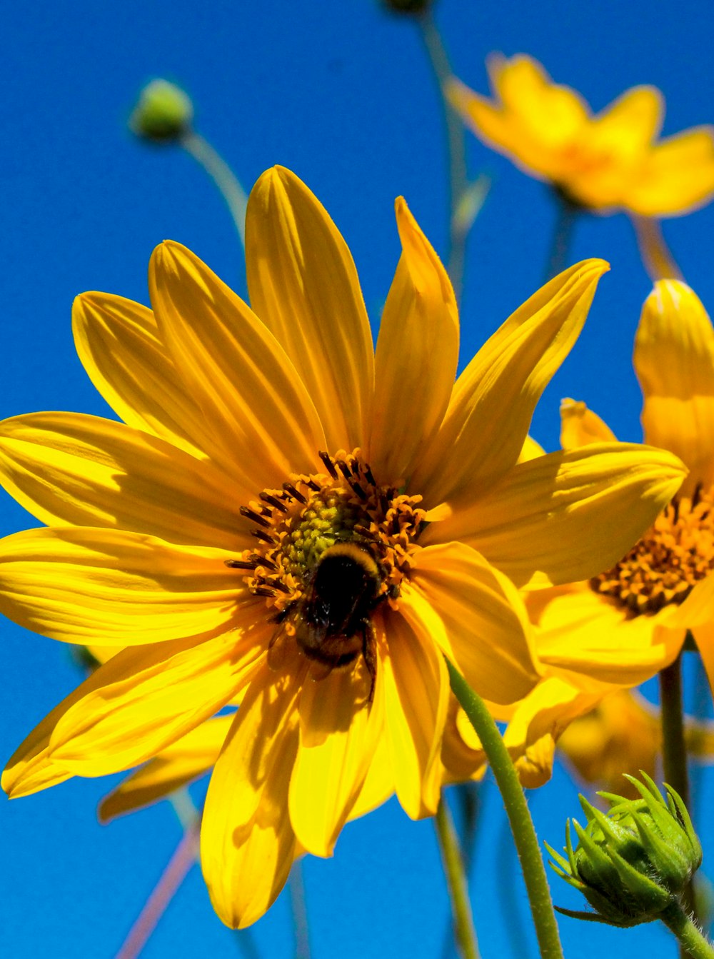 yellow sunflower under blue sky during daytime