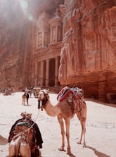 A sunlit ancient rock-cut architecture stands majestically within a desert canyon, surrounded by sandy terrain. Camels adorned with colorful blankets and saddles are in the foreground, while people and additional camels can be seen in the background, giving a sense of active tourism.