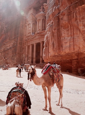 A sunlit ancient rock-cut architecture stands majestically within a desert canyon, surrounded by sandy terrain. Camels adorned with colorful blankets and saddles are in the foreground, while people and additional camels can be seen in the background, giving a sense of active tourism.