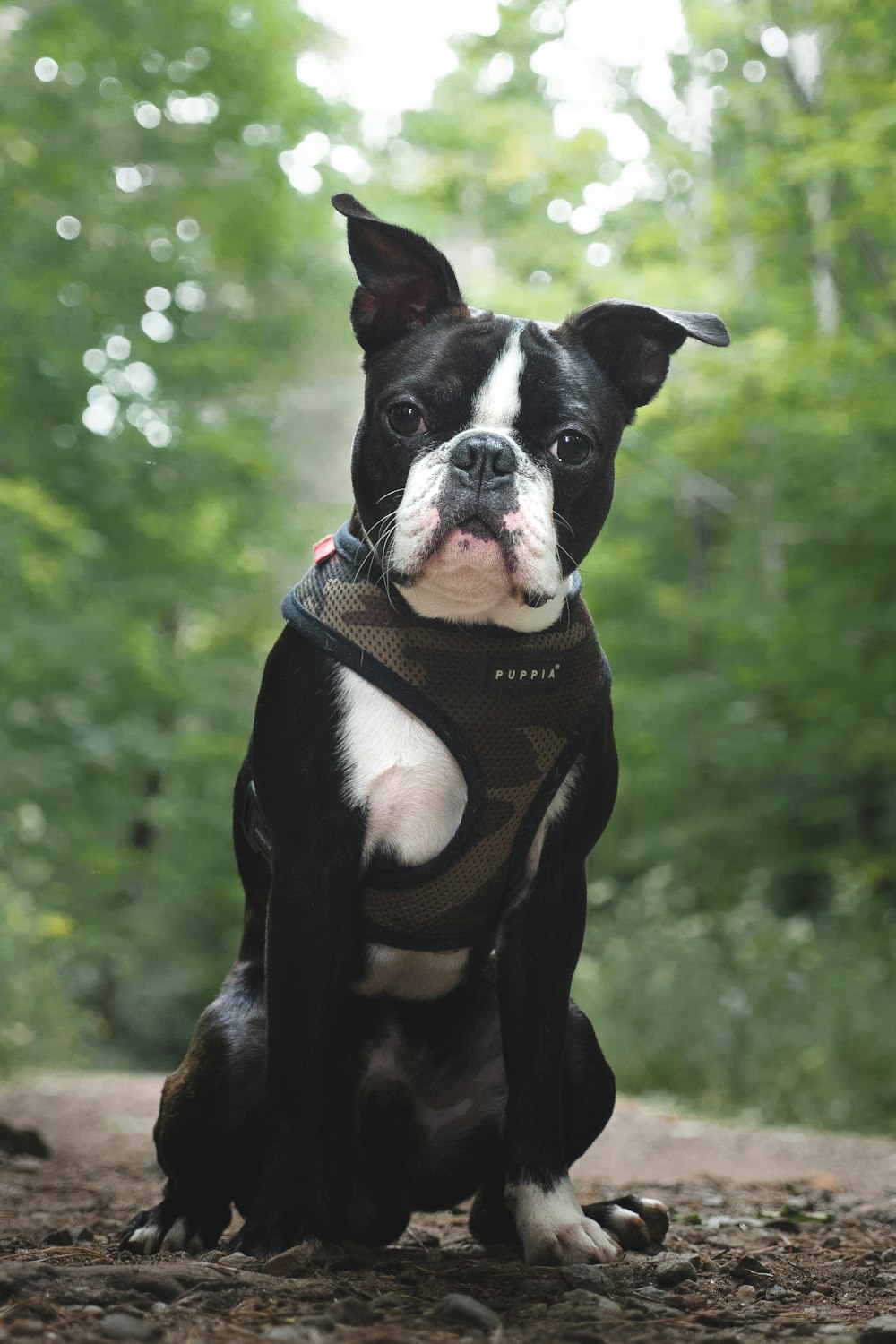 black and white boston terrier puppy wearing brown and black scarf
