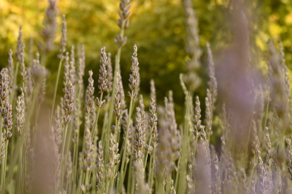 green grass field during daytime