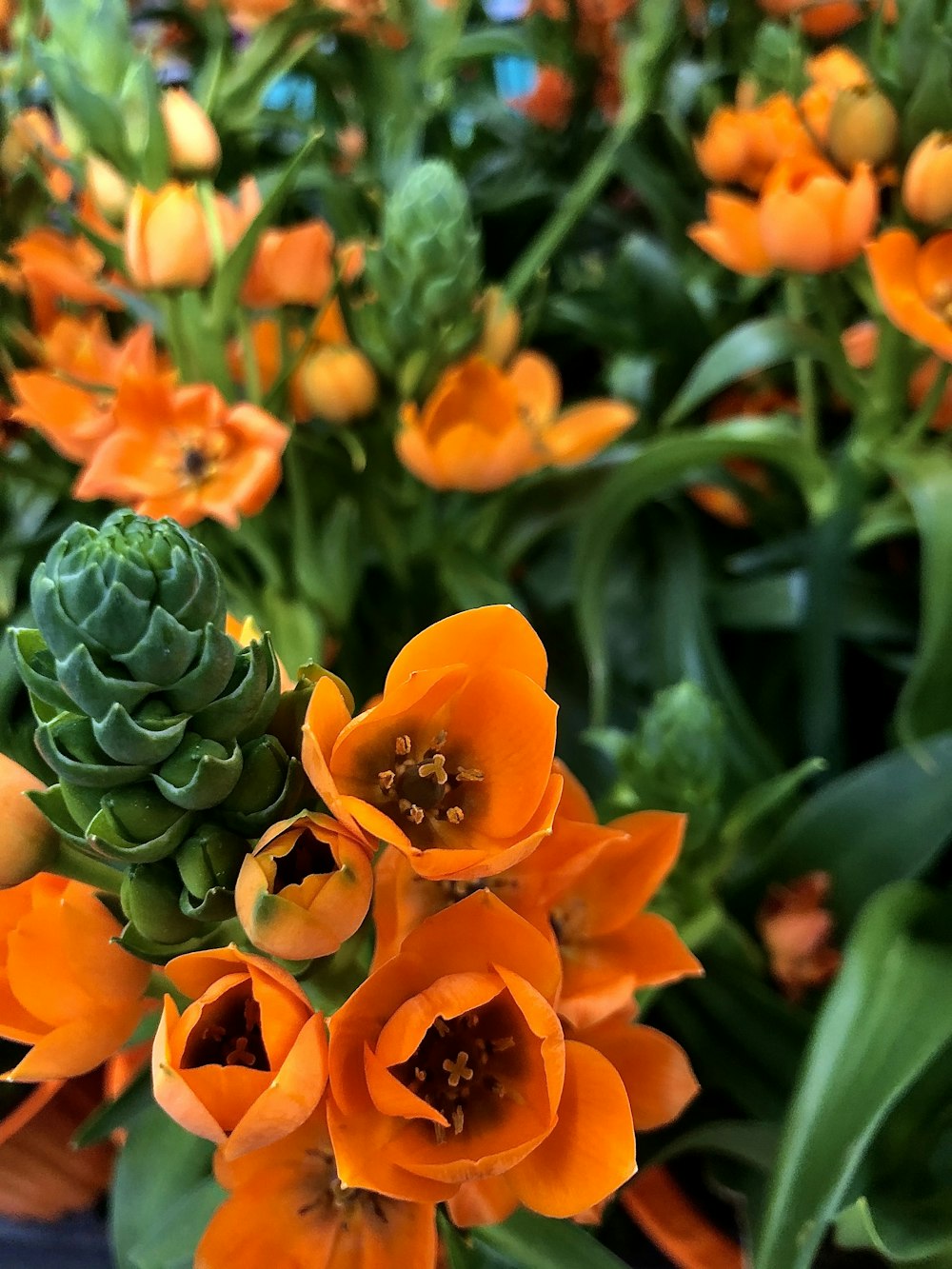 Tulipes orange en fleurs pendant la journée