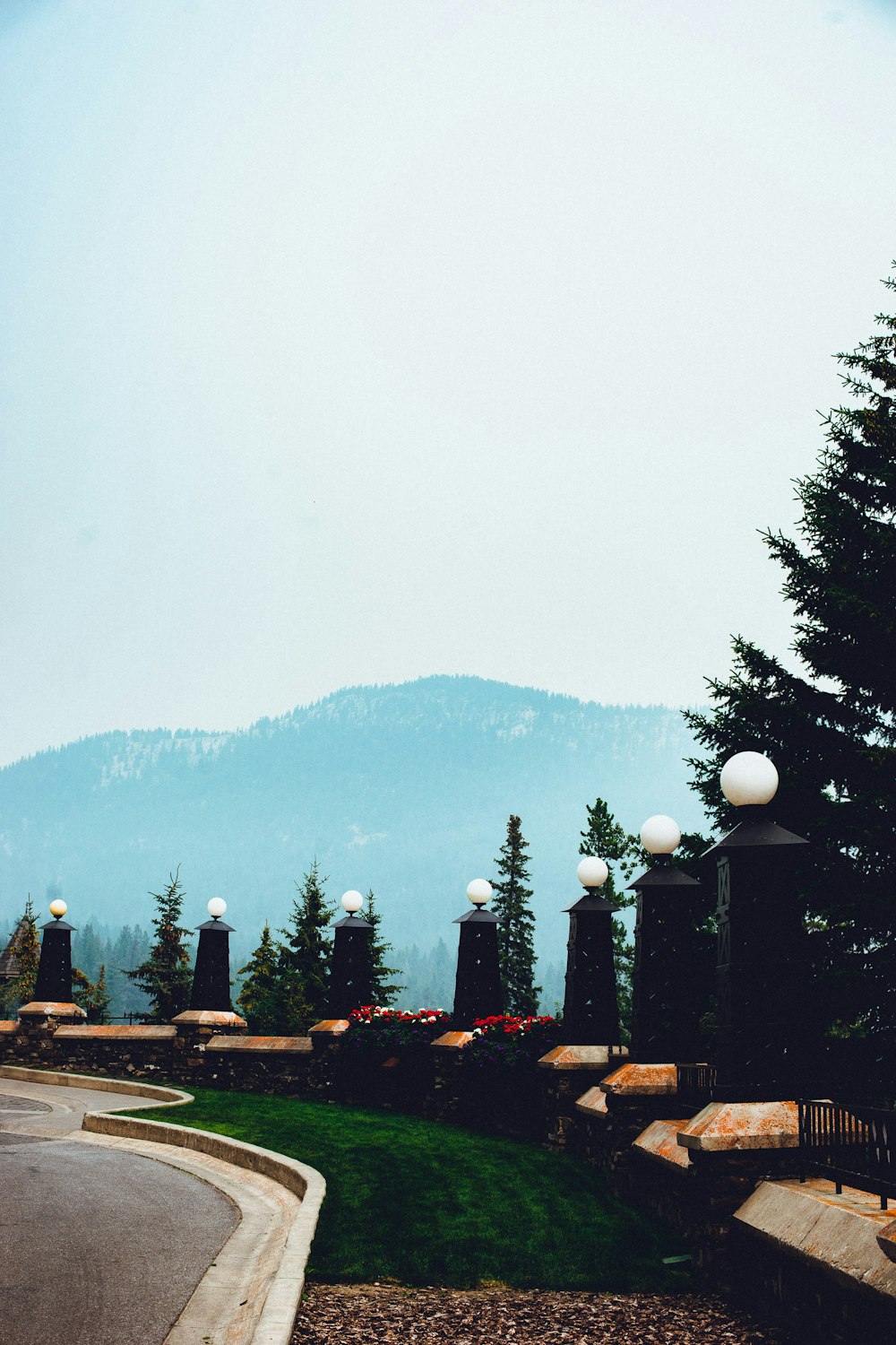 green pine trees near brown field during daytime