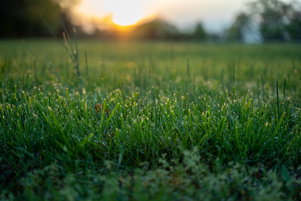 green grass field during sunset