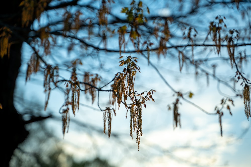 brown tree branch with snow