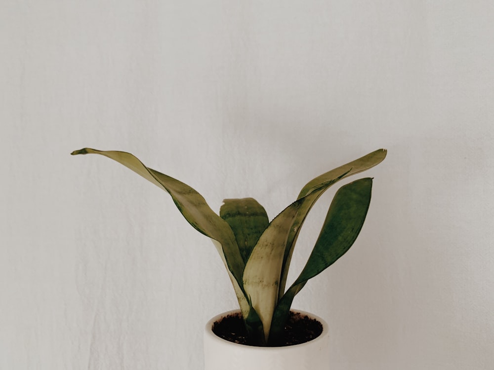 green plant on brown clay pot