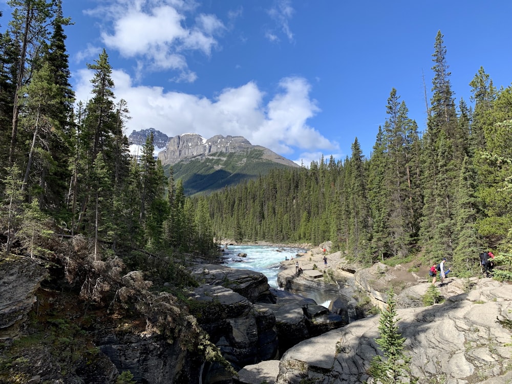 green pine trees near lake under blue sky during daytime