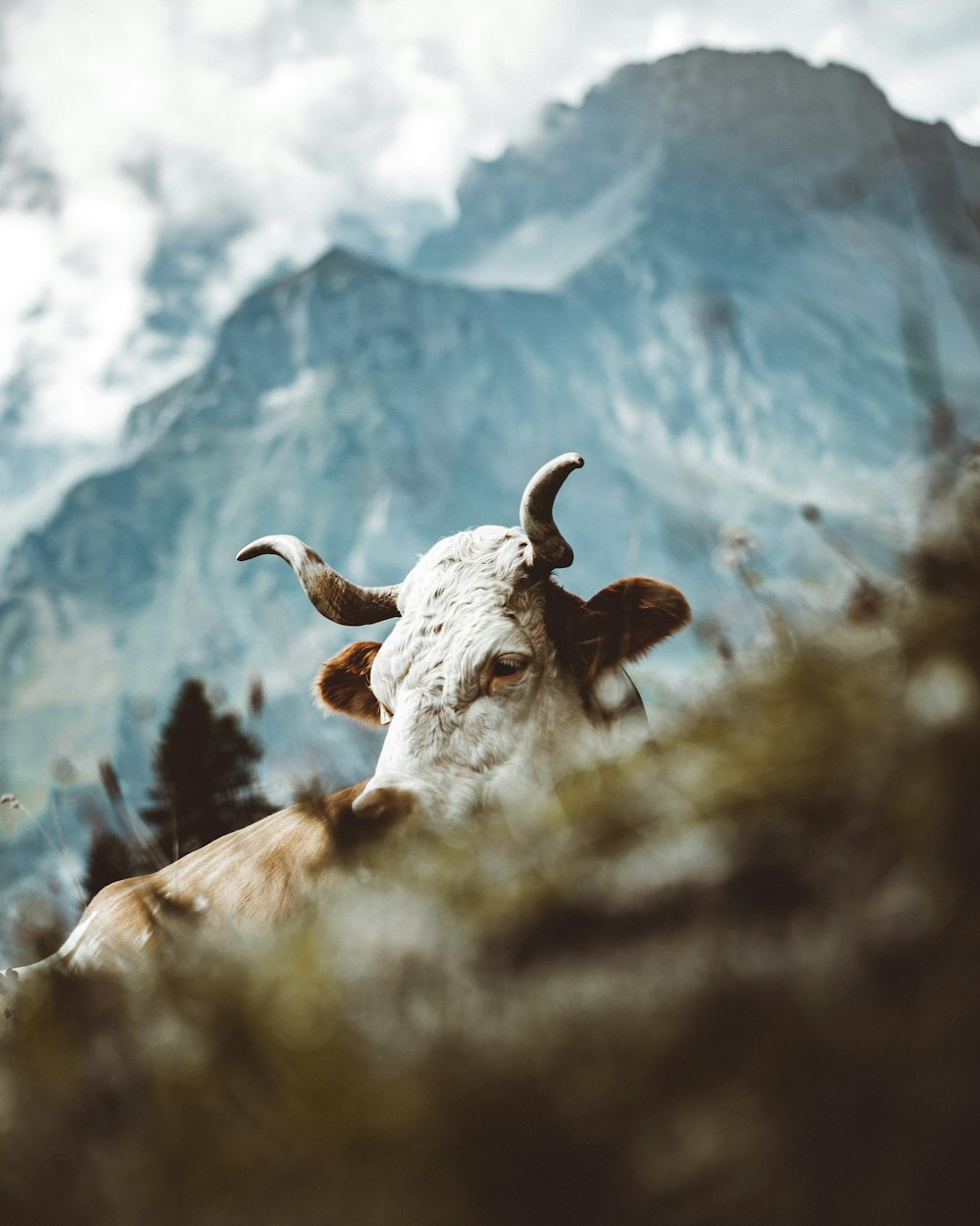 white and brown cow on green grass during daytime